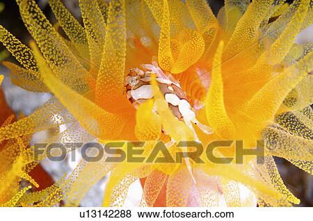 Stock Photo - Philippines, Color Image, Crab. Fotosearch