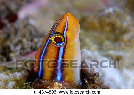 Philippines, Cute View Large Photo Image Stock Photograph - Philippines, Cute. Fotosearch