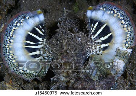 Philippines, Devil Scorpionfish View Large Photo Image Stock Photography - Philippines, Devil Scorpionfish. Fotosearch