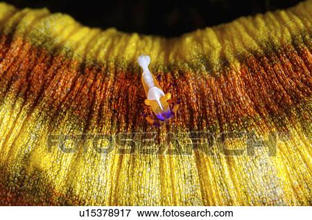 Philippines, Emperor Shrimp View Large Photo Image Stock Photo - Philippines, Emperor Shrimp. Fotosearch