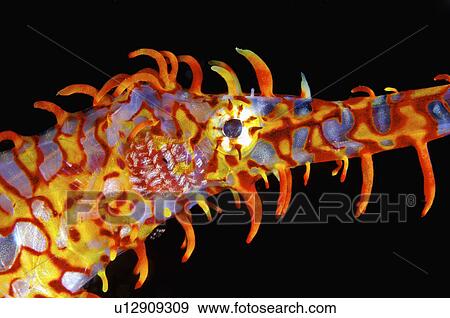 Stock Photo - Philippines, Ghost Pipefish. Fotosearch