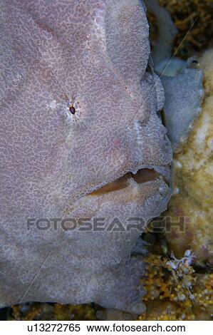 Philippines, giant salamander View Large Photo Image Stock Photography - Philippines, giant salamander. Fotosearch