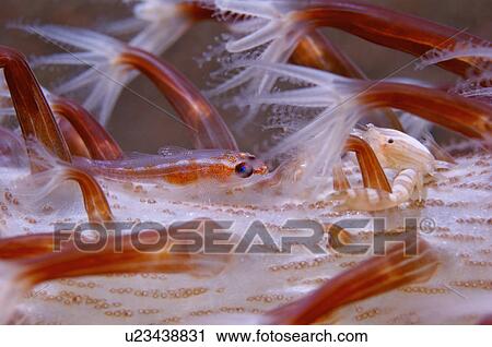 Stock Image - Philippines, Goby Fish. Fotosearch