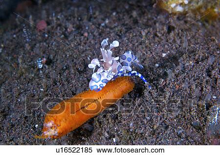 Philippines, Harlequin Shrimp View Large Photo Image Stock Photography - Philippines, Harlequin Shrimp. Fotosearch