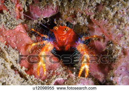 Stock Photography - Philippines, Hermit crab. Fotosearch