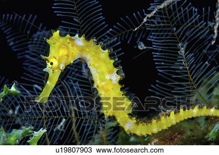 Philippines, Hippocampus View Large Photo Image Stock Image - Philippines, Hippocampus. Fotosearch