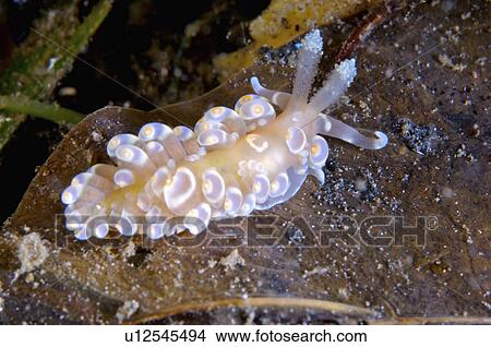 Philippines, Nudibranch View Large Photo Image Picture - Philippines, Nudibranch. Fotosearch