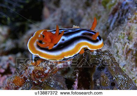 Philippines, Nudibranch View Large Photo Image Stock Image - Philippines, Nudibranch. Fotosearch