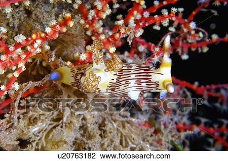 Stock Image - Philippines, Nudibranch. Fotosearch