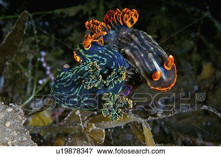 Stock Photo - Philippines, Nudibranch. Fotosearch