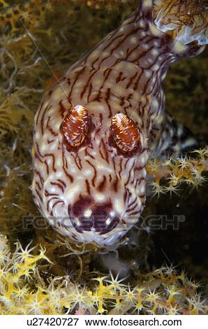 Philippines, Nudibranch View Large Photo Image Stock Photo - Philippines, Nudibranch. Fotosearch