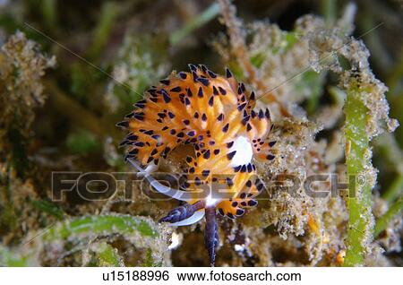 Stock Photograph - Philippines, Nudibranch. Fotosearch