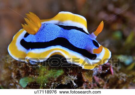 Philippines, Nudibranch View Large Photo Image Stock Photograph - Philippines, Nudibranch. Fotosearch
