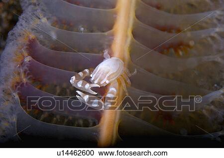 Philippines, Porcelain Crab View Large Photo Image Stock Image - Philippines, Porcelain Crab. Fotosearch