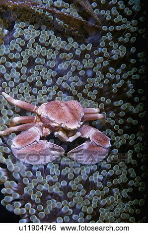 Philippines, Porcelain Crab View Large Photo Image Stock Photograph - Philippines, Porcelain Crab. Fotosearch