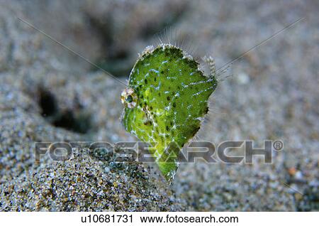 Stock Image - Philippines, Puffer Fish. Fotosearch
