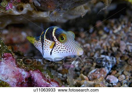 Stock Image - Philippines, Puffer Fish. Fotosearch
