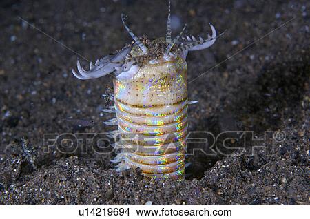 Picture - Philippines, sand bug, underwater sea creature. Fotosearch