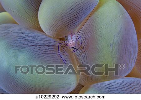 Stock Image - Philippines, Shrimp. Fotosearch