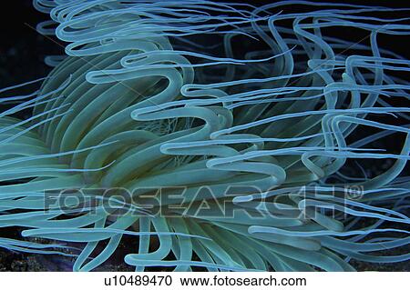 Philippines, Tube Anemone View Large Photo Image Stock Image - Philippines, Tube Anemone. Fotosearch