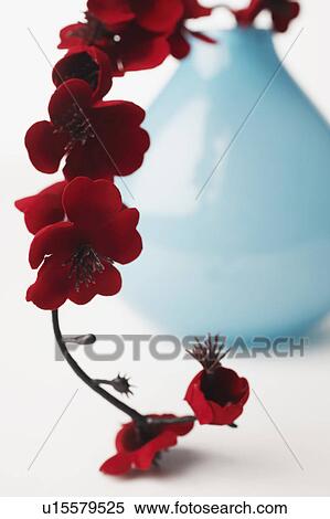Stock Photography - Close-up of a branch of red flowers in a vase. Fotosearch