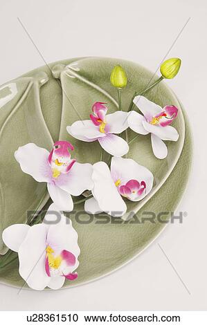 High angle view of flowers in a plate View Large Photo Image Stock Image - High angle view of flowers in a plate. Fotosearch