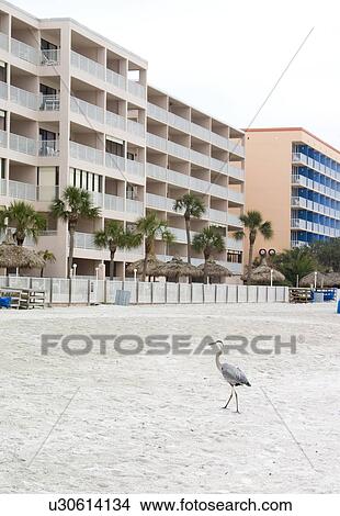 Condominiums overlooking egret on Gulf of Mexico white sand beach. North Redington Beach Tampa Bay Area Florida USA View Large Photo Image Picture - Condominiums overlooking egret on Gulf of Mexico white sand beach. North Redington Beach Tampa Bay Area Florida USA. Fotosearch
