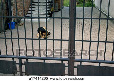 Stock Photography - Guard dog behind the gate in Poland. Fotosearch