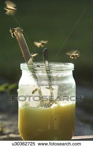 Stock Photography - Bee, Close-Up, Day, Flying, Focus On Foreground. Fotosearch