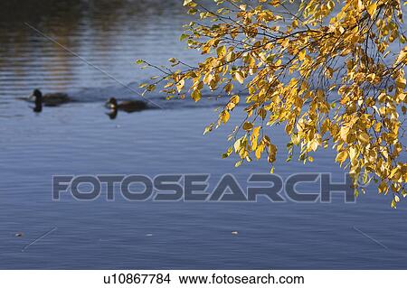 Bird, Avian, Blue, Branch, Day View Large Photo Image Picture - Bird, Avian, Blue, Branch, Day. Fotosearch