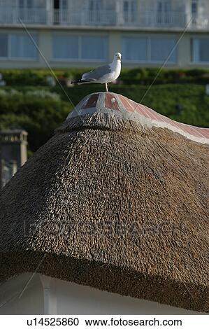 Stock Image - bird, feathers, Ave, Anatidae, life, wild life. Fotosearch