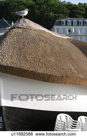Stock Photo - bird, feathers, Ave, Anatidae, life, wild life. Fotosearch