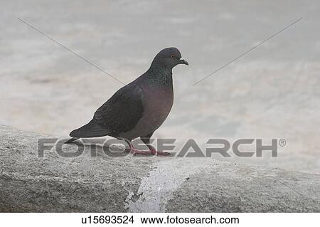 Picture - birds, feathers, plumage, standing, aves, Anatidae. Fotosearch