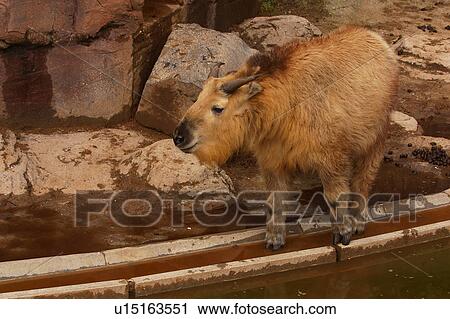Stock Image - bison, baby, calf, offspring, immature, young. Fotosearch