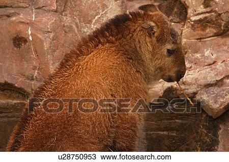 Stock Image - bison, baby, calf, offspring, immature, young. Fotosearch