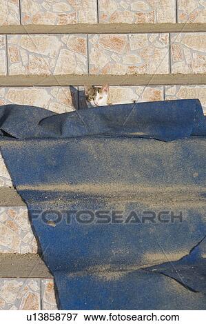 Blue, Carpet, Cat, Close-Up, Day View Large Photo Image Stock Photo - Blue, Carpet, Cat, Close-Up, Day. Fotosearch