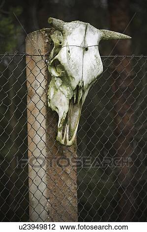 Bovine, Danger, Cow, Bull, Animal View Large Photo Image Stock Image - Bovine, Danger, Cow, Bull, Animal. Fotosearch