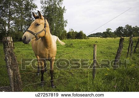 Brown, Fence, Domesticated, Day, Animal Themes View Large Photo Image Stock Photo - Brown, Fence, Domesticated, Day, Animal Themes. Fotosearch