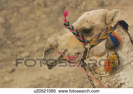 Camel, Day, Close-Up, Chain, Animal Face View Large Photo Image Stock Photography - Camel, Day, Close-Up, Chain, Animal Face. Fotosearch