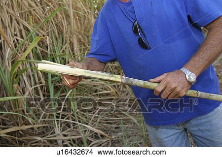 Picture - cane, chopping, agriculture. Fotosearch
