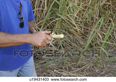 Stock Image - cane, chopping, agriculture. Fotosearch