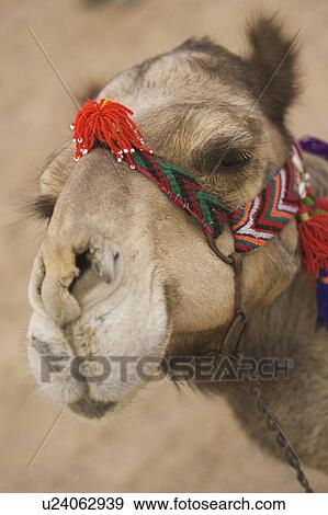 Stock Photo - Close-Up, Animal Face, Chain, Camel, Animal Head, Adult Animal. Fotosearch
