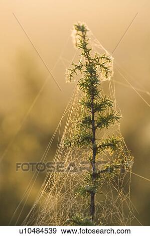 Stock Photo - Close-Up, Coniferous Tree, Day, Flower, Green. Fotosearch