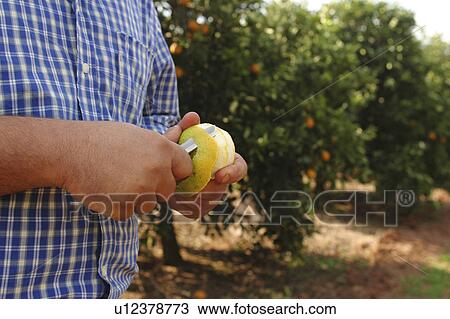 Stock Image - close-up, covering, cutting. Fotosearch