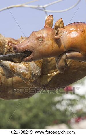 Stock Photo - Close-Up, Day, Dead Animal, Focus On Foreground. Fotosearch