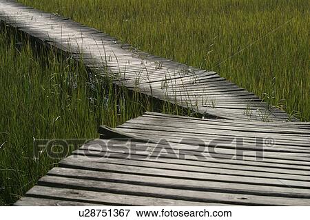 crops, vegetation, wild, bridge, nature, natural View Large Photo Image Stock Photo - crops, vegetation, wild, bridge, nature, natural. Fotosearch