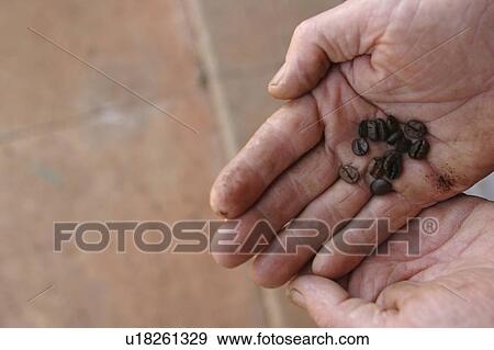 cup shaped hands, coffee beans, human hands View Large Photo Image Stock Photo - cup shaped hands, coffee beans, human hands. Fotosearch