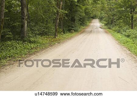 Stock Photo - Day, Dense, Empty, Forest, Generic Location. Fotosearch