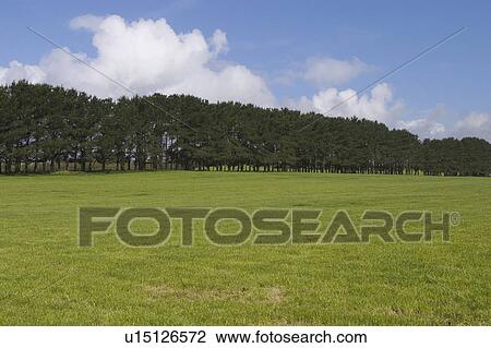 Stock Image - forest, aerial view, landscape, view, vista, aerial. Fotosearch