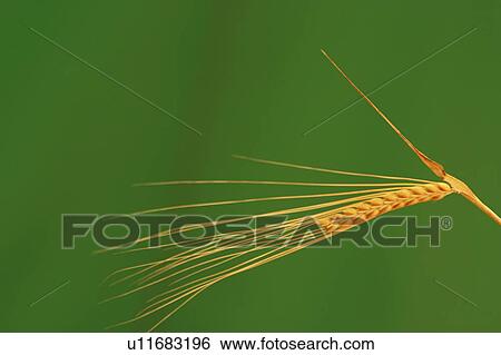 Stock Photograph - grain, produce, agriculture, wheat, grass, season. Fotosearch